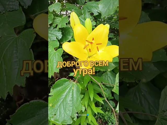 ХОРОШЕГО ДНЯ!