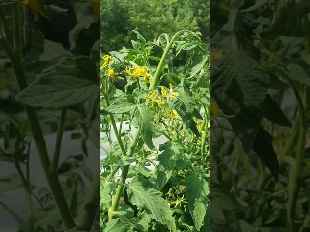 tomato flowers summer 2022#shorts