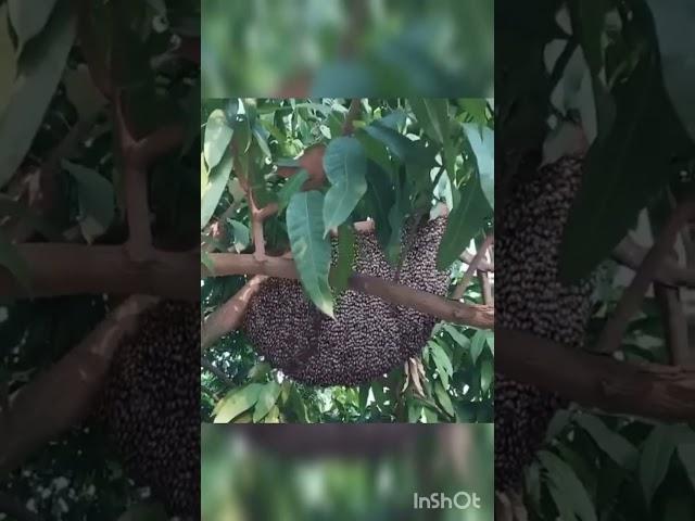 Пчелиная семья 