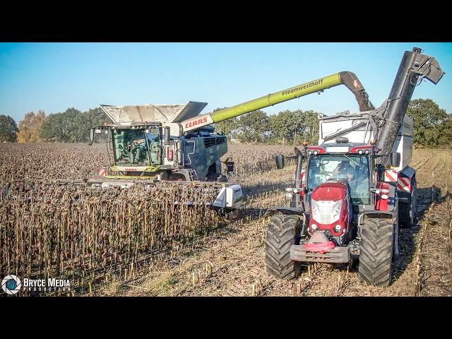 Claas Lexion 7700 & McCormick X 7.624 + Annaburger ÜLW / Sonnenblumen dreschen 2024/ Ernte 2024