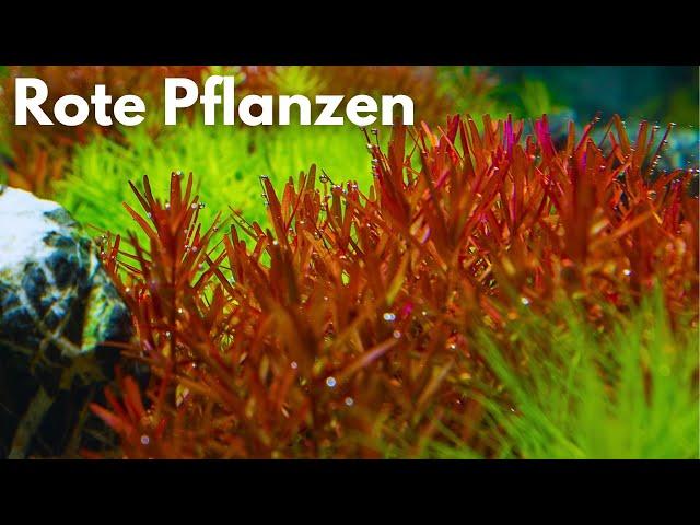 Tipps für rote Pflanzen im Aquarium & Stefans Top 5