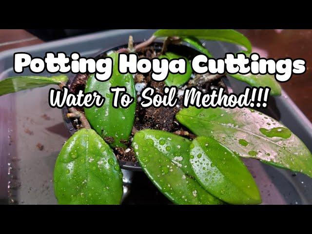 Potting Hoya Cuttings From Water To Soil | ROOTED IN ONLY 3 WEEKS!