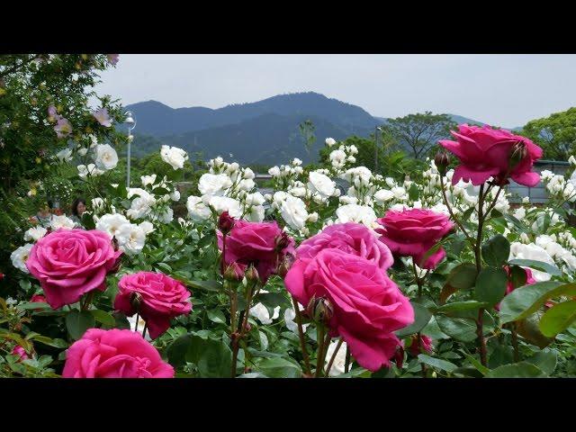 The rose garden of Kayoichou Park, Japan - 4K garden rose extravaganza