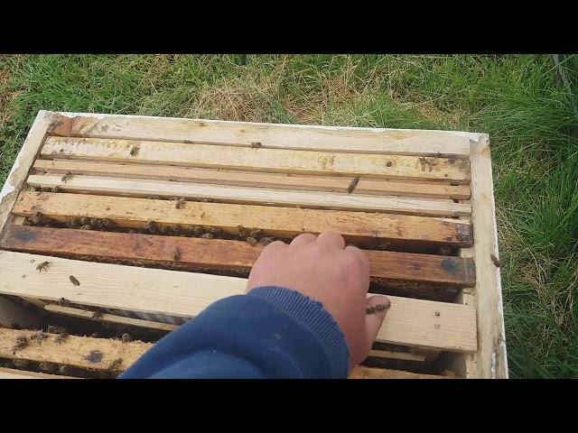 Зрелые маточники. Изоляция маточников