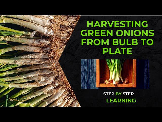  Harvesting Green Onions: From Bulb to Plate  #greenonion #gardening #gardeningtips #youtubevideo