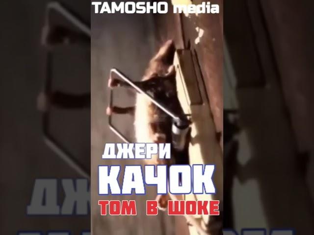 Джерри КАЧОК Том в ШОКЕ #short #shorts #tomjerry #томиджери #томиджерри #качок #приколы #прикол