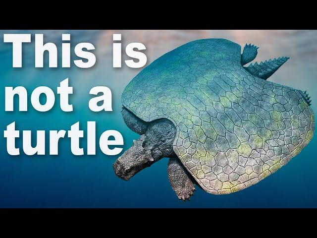 Every Time Things Have Evolved Into Turtles