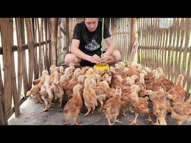 Quy bought a flock of Huong chickens and picked chili peppers to sell at the market - Lý Thị Hương )