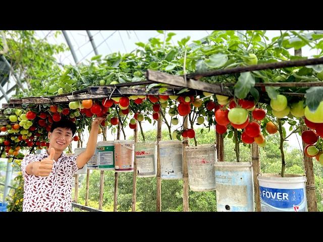 Want Your Tomato Plants to Double Their Yield? This Trick Is Just for You!