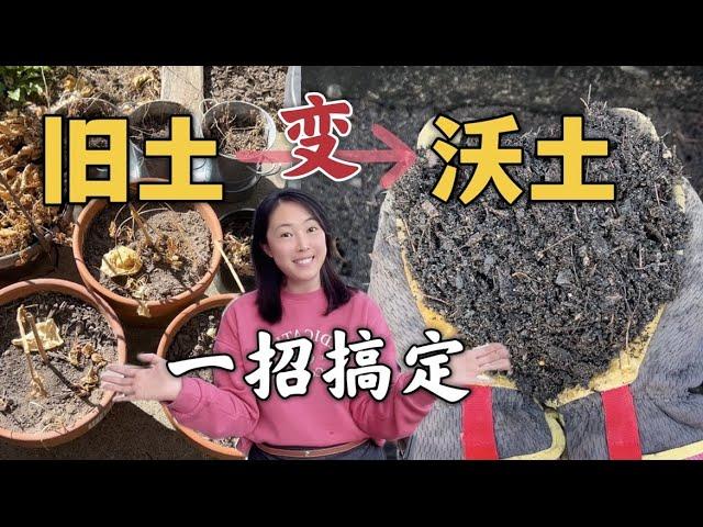 【Garden】A easy way for building perfect healthy soil for free 把旧土变成肥沃的营养土，废物利用，自制营养土