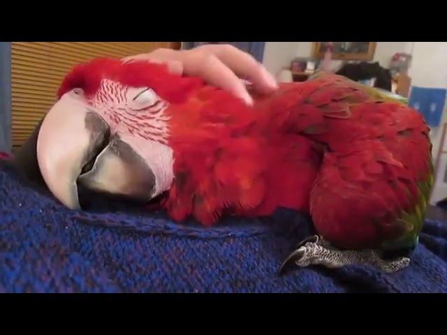 Смешные попугаи до слез. Most funny parrots