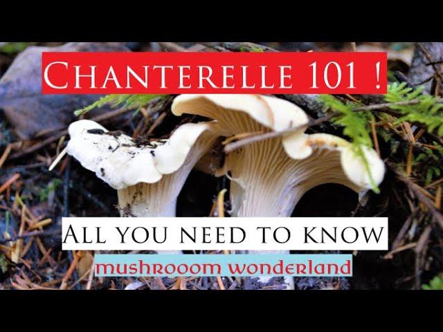 Chantrelle 101! - All you need to know.