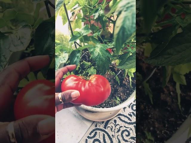 First tomato from my garden 🪴