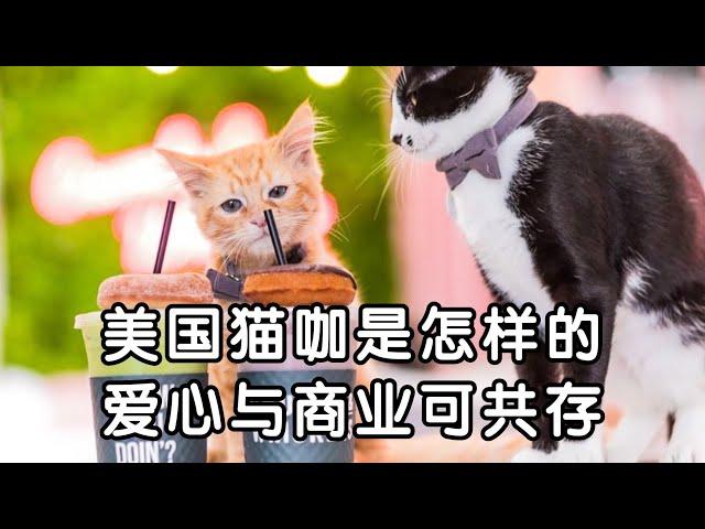 洛杉矶探店｜美国猫咖是怎样的？lu猫好去处！