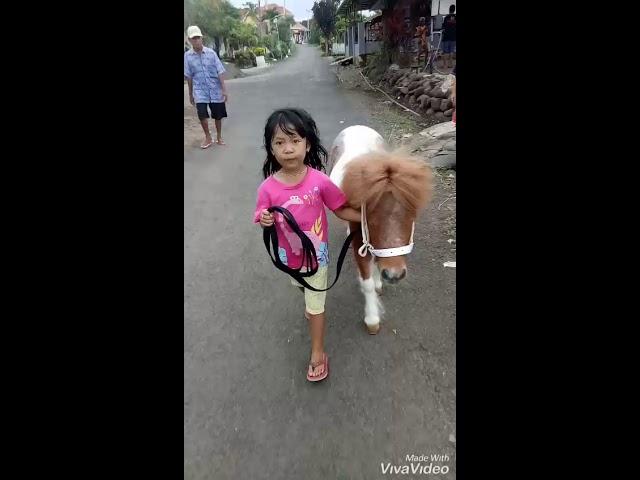 Woody pake menyediakan kuda poni