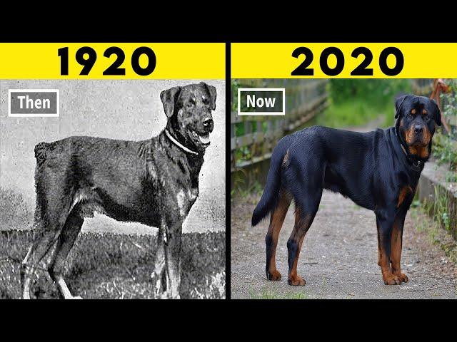 20 Most Transformed Dog Breeds in History