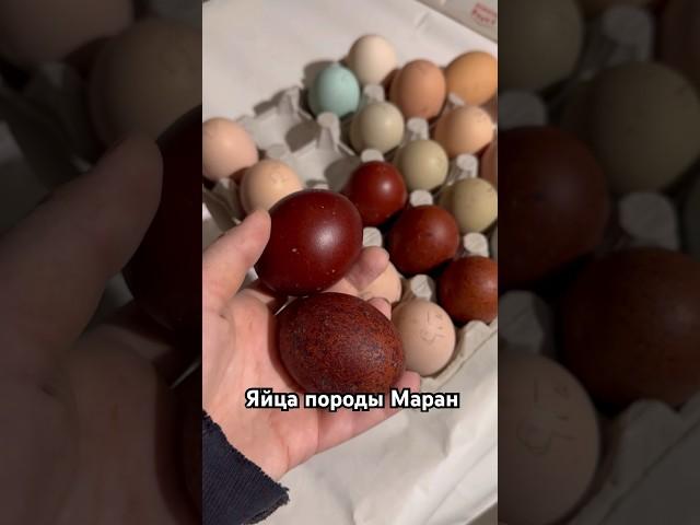 Маран #куры #дарьиндвор #ферма #маранчерномедный #мараны