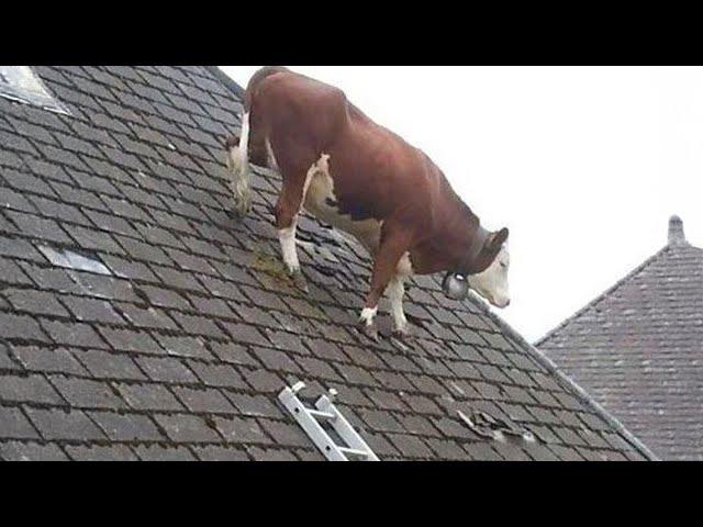 Funniest ANIMALS Videos 2024 That Will Make You Burst Into Laughter 