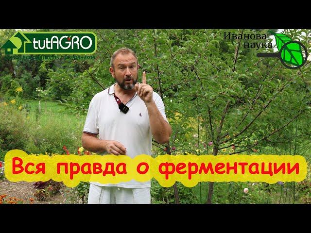 ЧАЙ ИЗ ЛИСТЬЕВ. Плюсы и минусы ферментации вишни, иван-чая, смородины, груши, малины, ежевики...