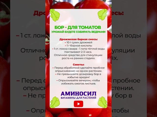 ЛУЧШЕЕ УДОБРЕНИЕ ДЛЯ ТОМАТОВ! Как использовать БОР для томатов? #томаты #удобрение #бор
