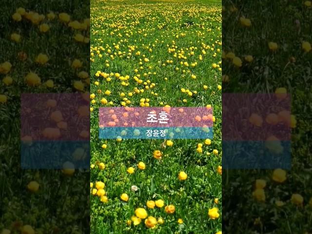초혼 장윤정