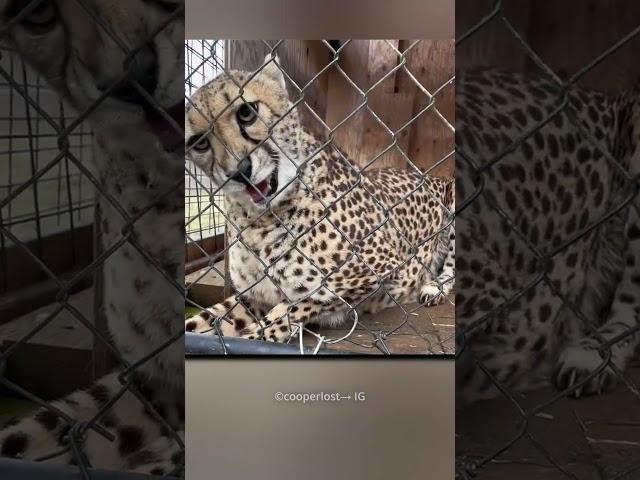 This Man Found A Injured Cheetah