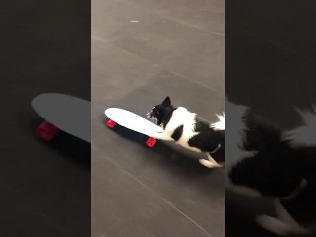 Dog Funnily Pushes Skateboard and Runs Along With it Using Front Paws - 1101418