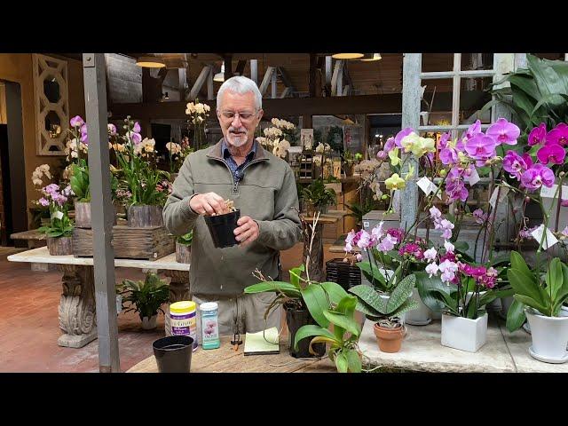 How to Care for and Maintain Phalaenopsis Orchids with Steve Hampson