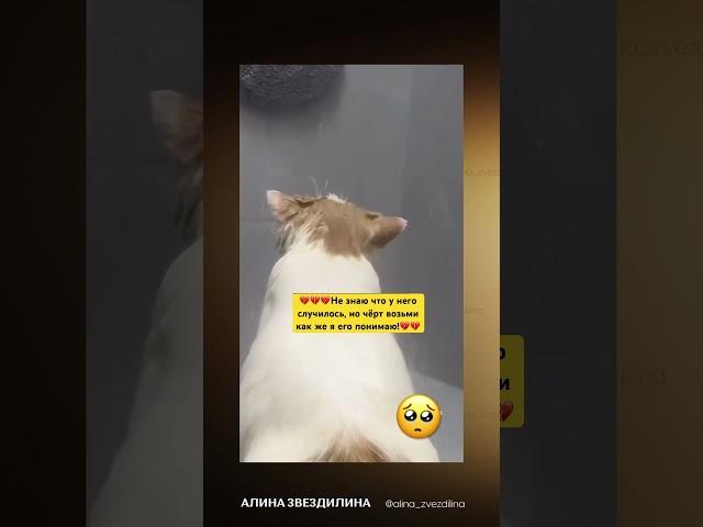 Он просто узнал через что я сейчас прохожу#развод #кризис #кот #коты #котик #котики #дослез #боль