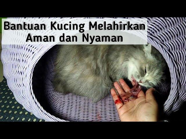 PERTOLONGAN UNTUK KUCING MELAHIRKAN | Kucing Lahiran Di Rumah