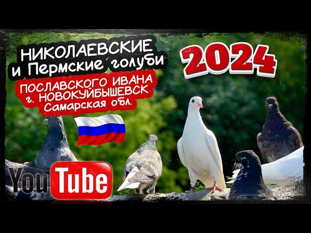 Николаевские и Пермские голуби Ивана Пославского г.Новокуйбышевск Тел. +7 (929) 704-21-40