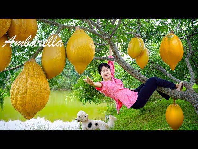 AMAZING HARVESTING AMBARELLA goes to the market sell, Gardening And Cooking||LÝ TRIỆU CA