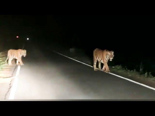 Tigers in sathyamangalam forest...