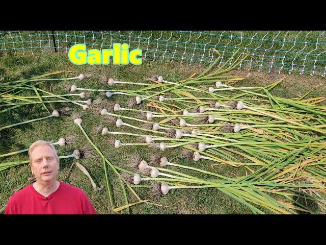 Final Garlic Harvest of 2023 - Chesnok Red and Metechi