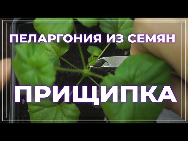 Пеларгония из семян ПРИЩИПКА. Как прищипывать рассаду герани
