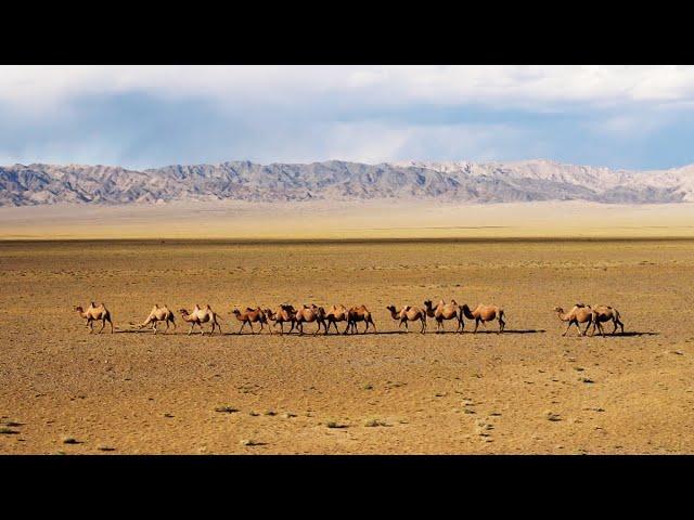 MONGOLIA | Cinematic Nature Video | 4K