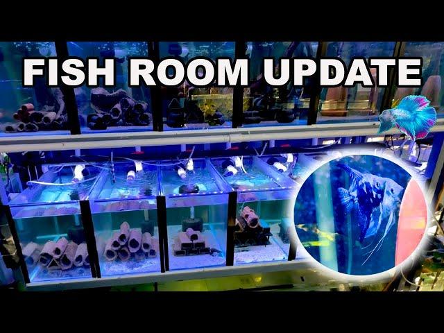 FISH BREEDING ROOM UPDATE ~ NEW FRY GROWOUT SYSTEM