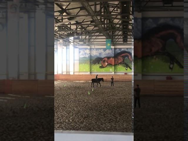 Учимся управлять лошадью