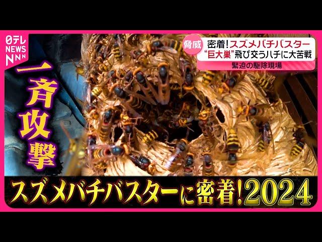 【密着】恐怖の殺人スズメバチバスターズ2024『every.特集』