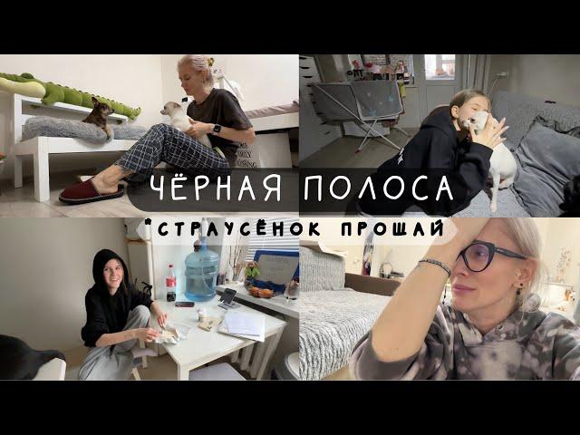 Чёрная полоса. Добби заболел. У Киры проблемы. Страусёнка больше нет.