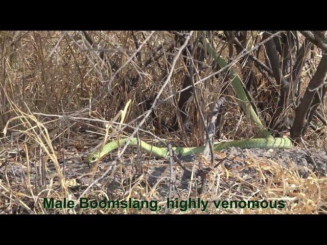 Boomslang Snake - highly venomous - CKGR