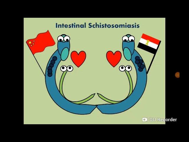 Schistosoma mansoni (Blood Fluke) - Intestinal Schistosomiasis/Bilharziasis البلهارسيا
