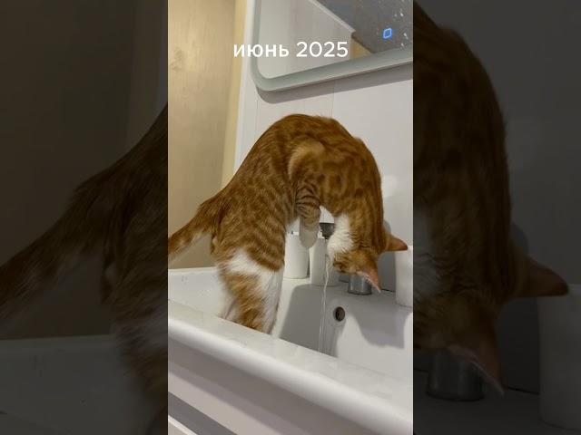 ЛЕТО, ЧТО ТАК БЫСТРО! 🫤 #бемон #youtube #cat #видосыоткота #рек #chat АВТОР ЗВУКА:@бемон