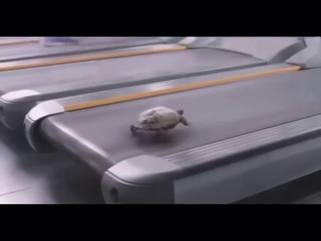 Deja Vu turtle