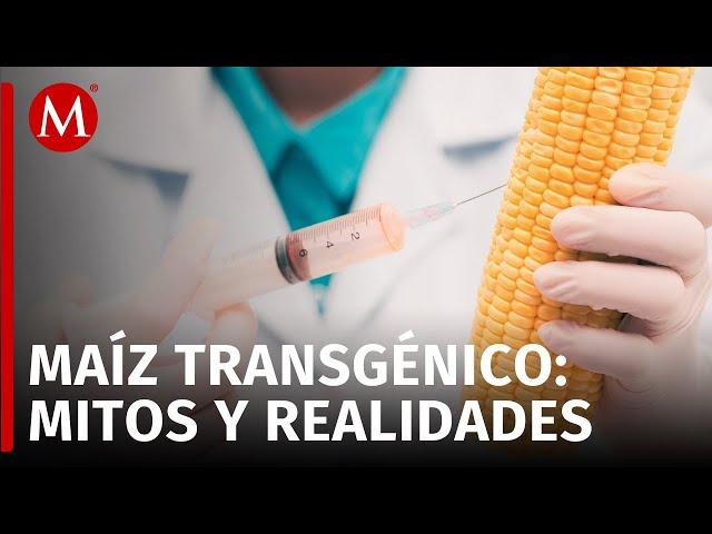 En México, el maíz transgénico se usa solo para consumo animal: Experta UNAM