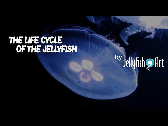 LIFE CYCLE OF THE JELLYFISH - JELLYFISH ART - MOON JELLYFISH