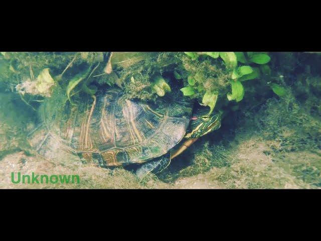 【水中映像】君の知らない川の世界　淡水魚　Underwater video. The World Of The River.