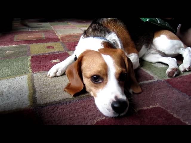 Belle the Beagle: Using an Ice Pack for Dog Seizures