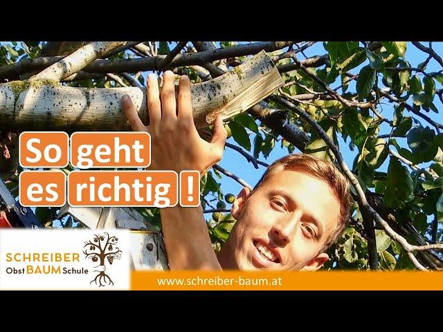 Sawing off large branches correctly - fruit tree pruning tips - pruning old fruit trees