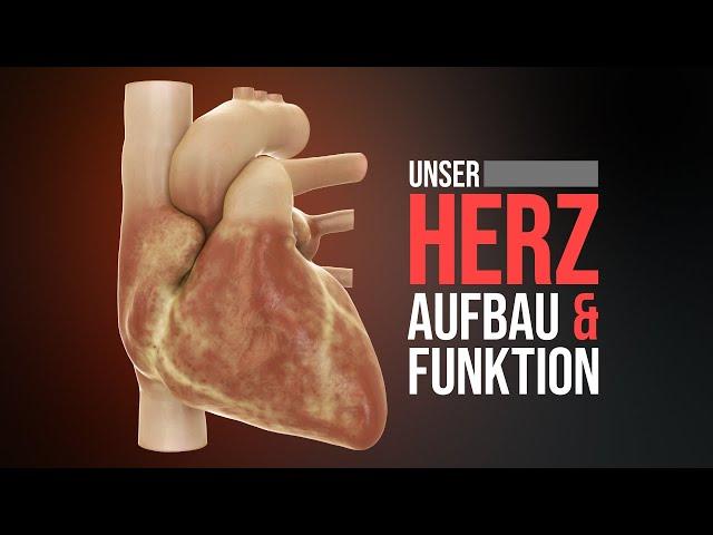 Das menschliche Herz - Aufbau und Funktion (Animation)